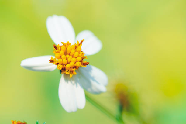 Closeup nature white flower with copy space - Vintage filter