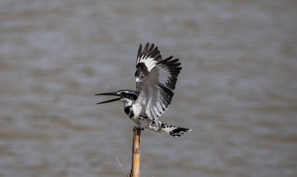 istock Pied Kingfisher hovering above over river. 1295565958