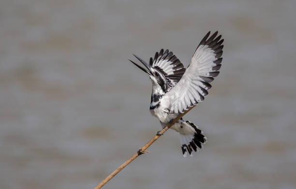 istock Pied Kingfisher hovering above over river. 1295566004