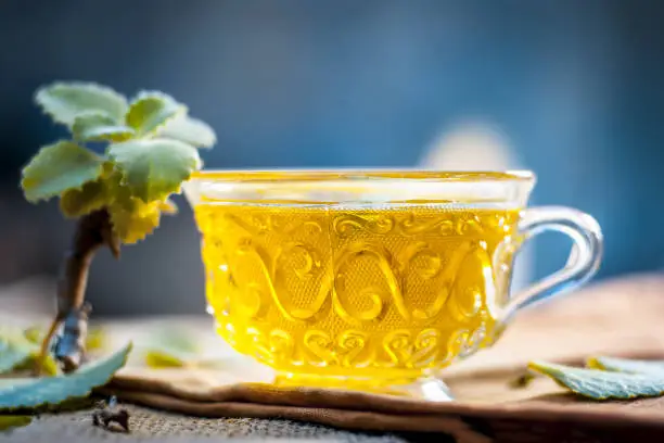 Tea of Ajwain,Trachyspermum ammi