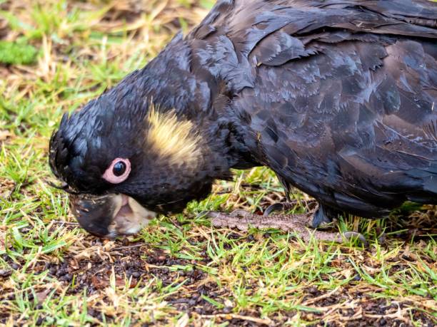 istock Yellow Tailed Black Cockatoo 1295568327