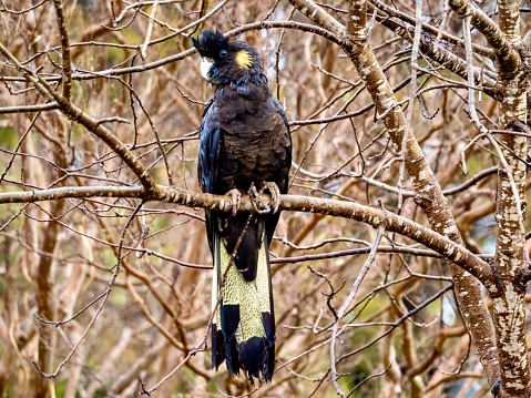 Closeup of a beautiful wild yellow tailed Australian Black Cockatoo perching on a bare branch in Spring in Armidale, country NSW