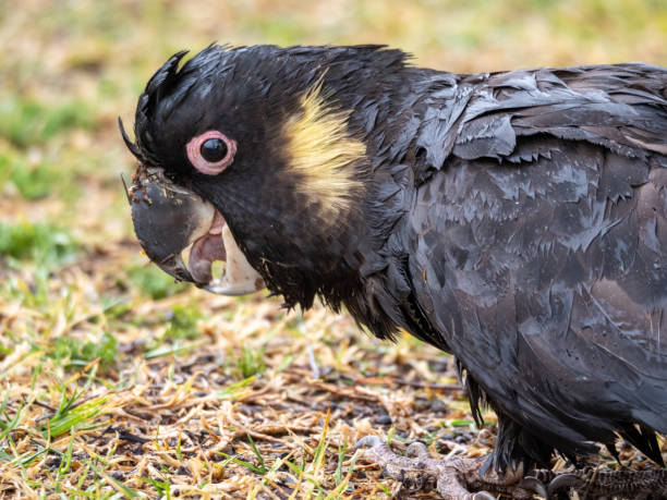 istock Yellow Tailed Black Cockatoo 1295568983