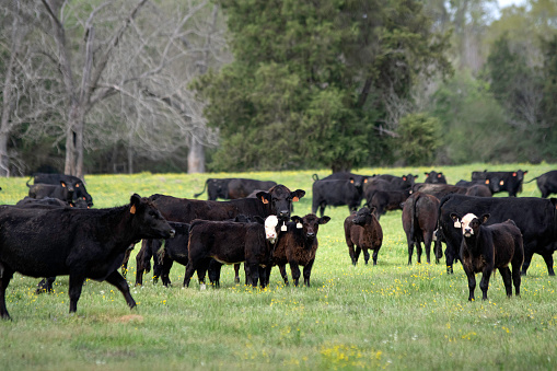 Herd of Angus and black baldy cows and calves in an early spring pasture.