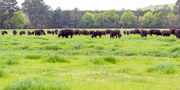 istock Angus herd in lush ryegrass banner 1295569826