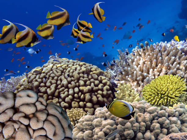 istock Vivid coral reef and tropical fish. Red Sea 1295569868