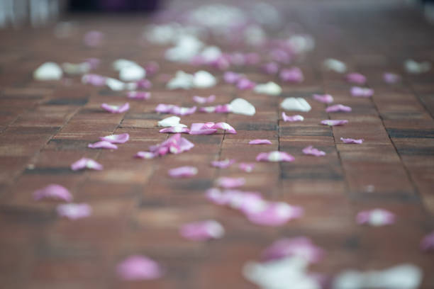 istock White and pink pedals scattered on brick pavements 1295569907