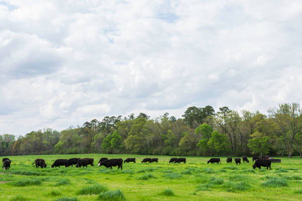 istock Black Angus herd in lush pasture w negative space 1295569917
