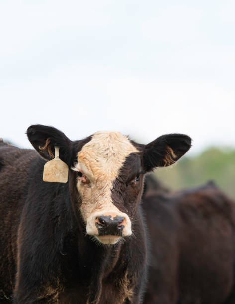 istock Black baldy calf portrait 1295569939