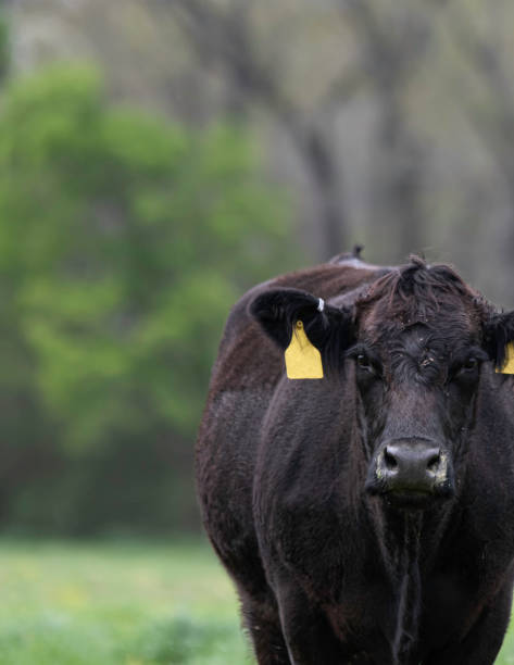 istock Portrait of black Angus heifer 1295569992