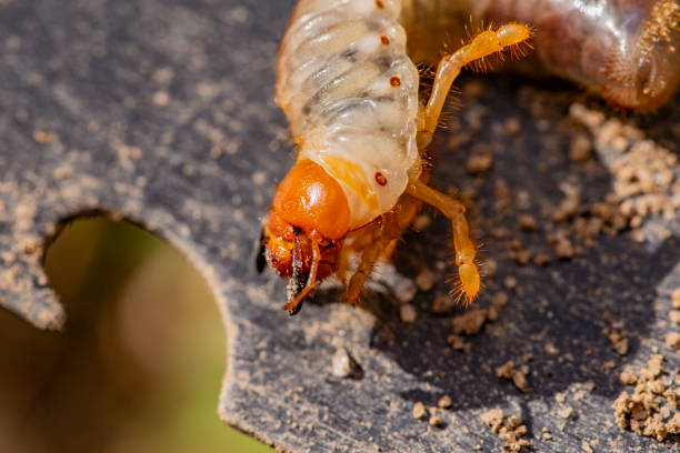 istock The may bug (cockchafer) in garden pest in Turkey. 1295570029
