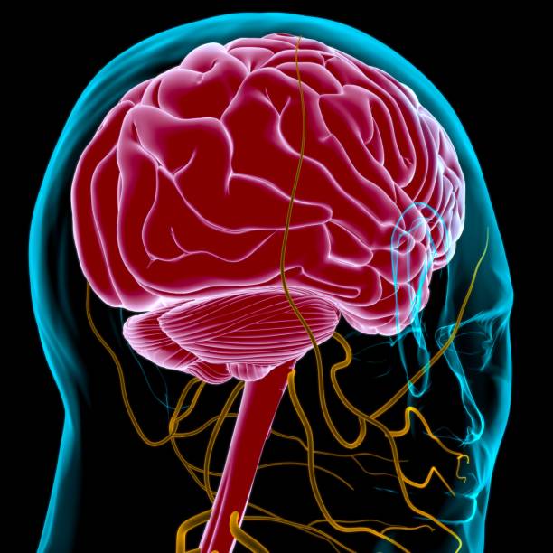 istock Human Brain Anatomy For Medical Concept 3D 1295570895