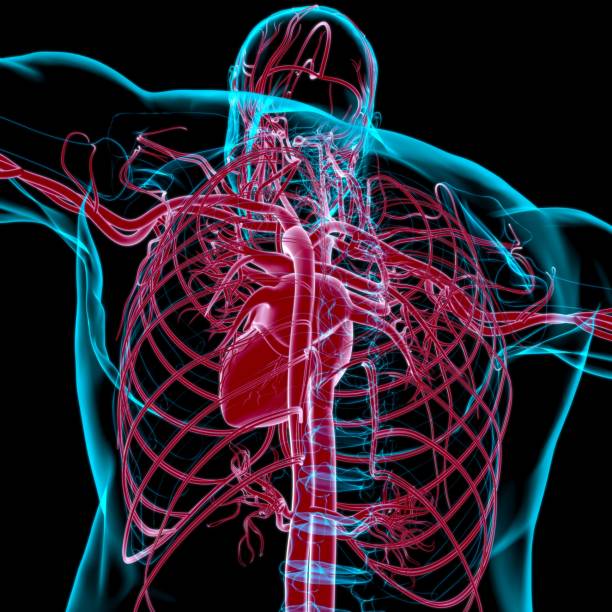 istock Human Heart With Circulatory System Anatomy For Medical Concept 3D Rendering 1295571597