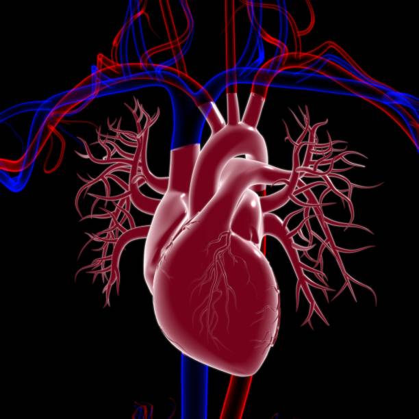 istock Human Heart Anatomy For Medical Concept 3D Rendering 1295571804