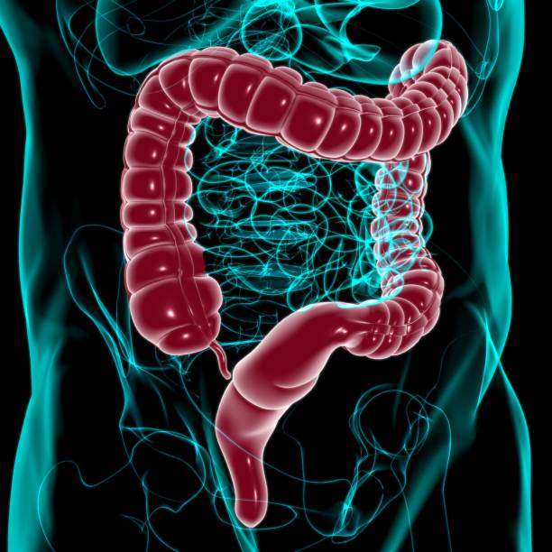 istock Large Intestine 3D Illustration Human Digestive System Anatomy 1295571949