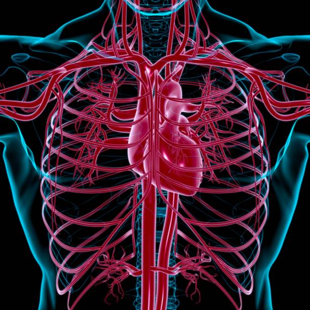 istock Human Heart With Circulatory System Anatomy For Medical Concept 3D 1295572003