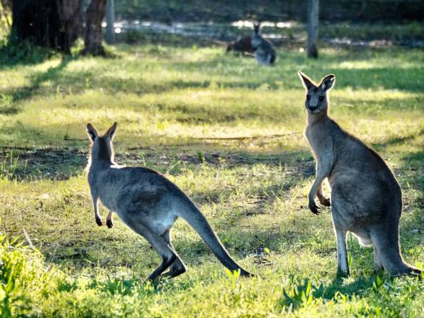 istock Wild Kangaroos in the Hunter Valley NSW 1295574907
