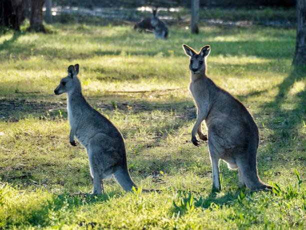 istock Wild Kangaroos in the Hunter Valley NSW 1295574918