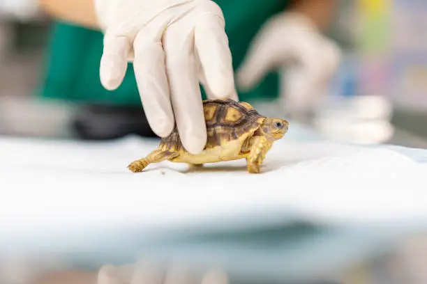 Photo of Turtles are Exotic Pets. Sulcata Tortoise or African spurred tortoise are in the veterinary examination room.