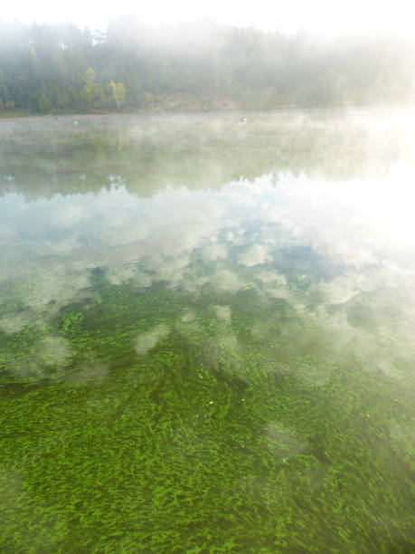 istock Algae and clouds in the Volga River. And there's a fog over the river 1295580584