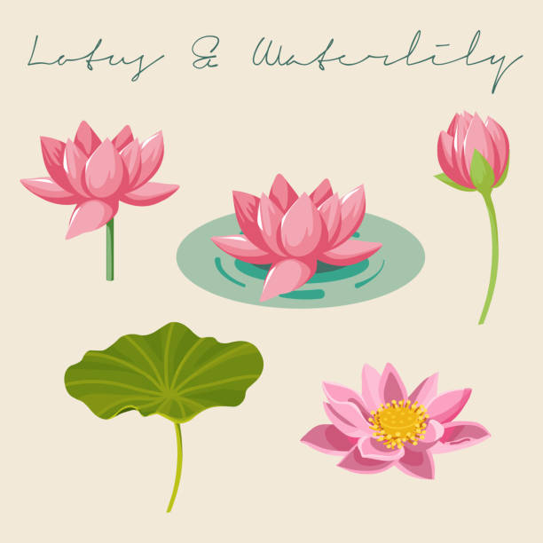 illustrazioni stock, clip art, cartoni animati e icone di tendenza di set di nelumbo nucifera, waterlily e nymphaea nouchali, lotus flowers e leaf illustrazioni vettoriali botaniche - lotus water lily lily water