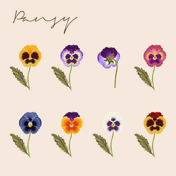 Set of Different colored Viola tricolor, Pansy Flower Botanical Colourful vector illustrations Set of Different colored Viola tricolor, Pansy Flower Botanical Colourful vector illustrations pansy stock illustrations