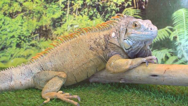 istock Iguana in Contact Zoo 1295581579