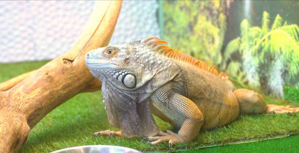 istock IguanaIguana in Contact Zoo 1295581582