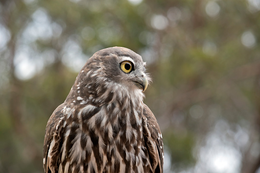the barking owl is white and brown with large yellow eyes