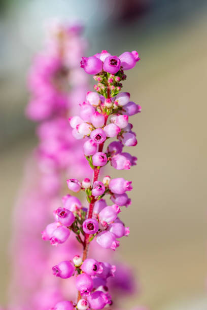 Close-up on Erica Gracilis flowers.