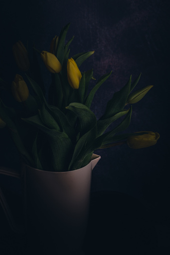 Yellow tulips in a dark environment