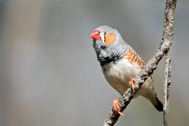 istock the zebra finch is perched on a branch 1295583326