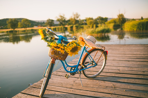 Beautiful sunflowers on a bicycle's basket