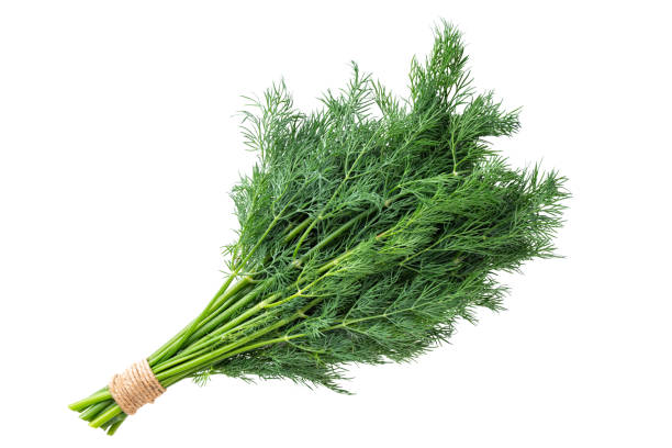 bunch of fresh dill isolated on white background stock photo