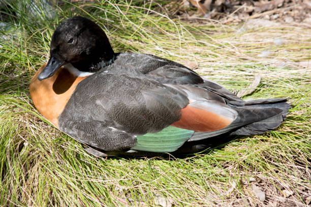 istock the australian shelduck is resting on grass 1295584652