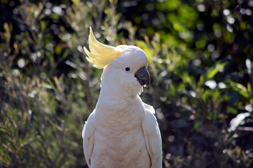 Sulphur crested cockatoo on the ground