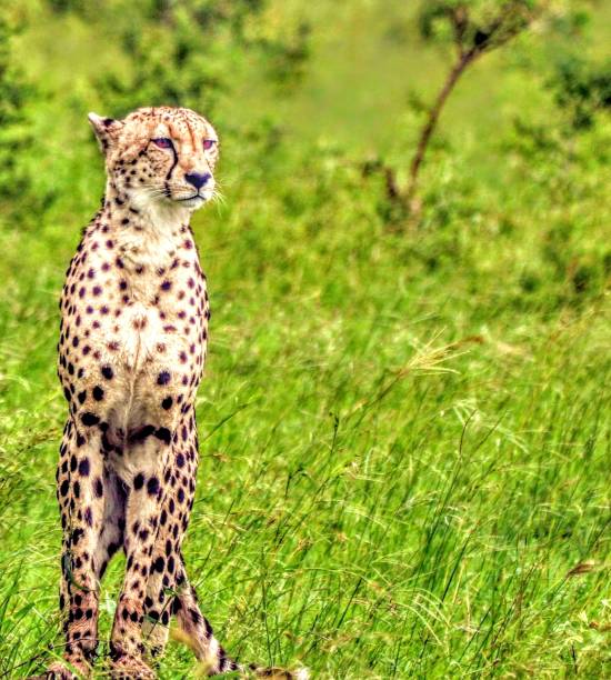 weibliche gepard fotografiert in der sabi sand wildreservat südafrika - wildlife tracking tag stock-fotos und bilder