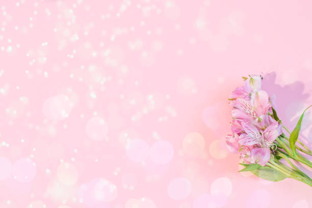 istock Alstroemeria pink on a pink background. The spring theme. 1295587463