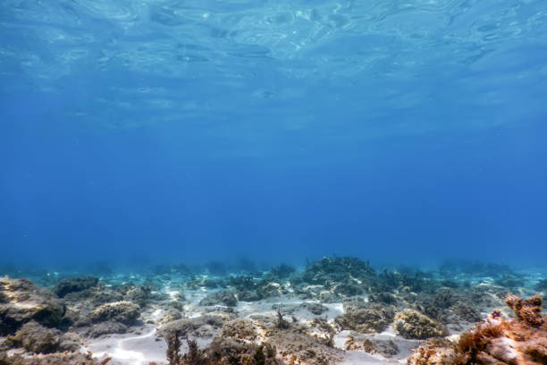 istock Underwater Scene Sunlight, fish Underwater Life. 1295587484