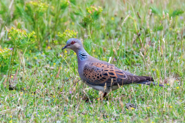 istock Turtle Dove, European Turtle Dove (Streptopelia turtur) 1295588495