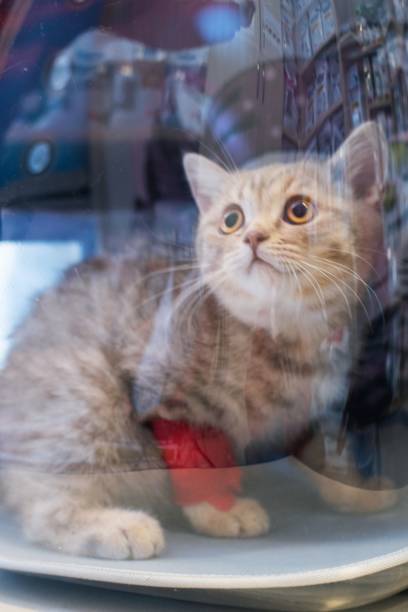 istock Adopted kitten sitting in a carrier bag 1295588627