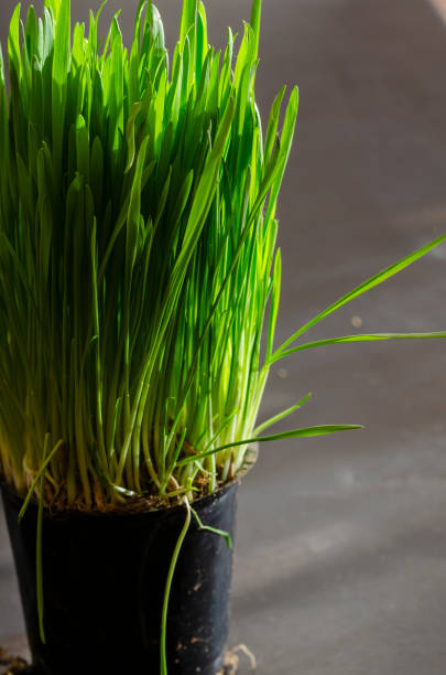 istock Fully sprouted oats in sunlight in a black flowerpot. 1295588985