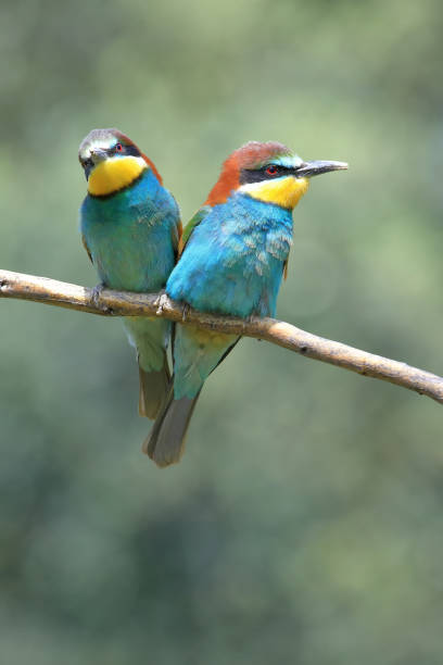 istock Pair of European bee-eaters (Merops apiaster) perched on a branch 1295589021