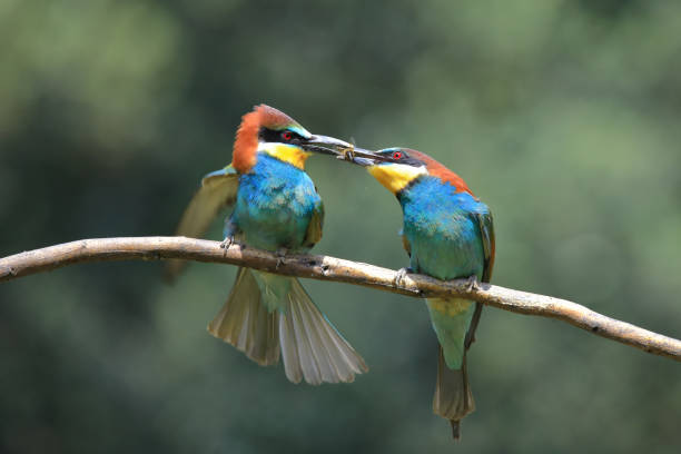 istock Pair of European bee-eaters (Merops apiaster) perched on a branch 1295589066