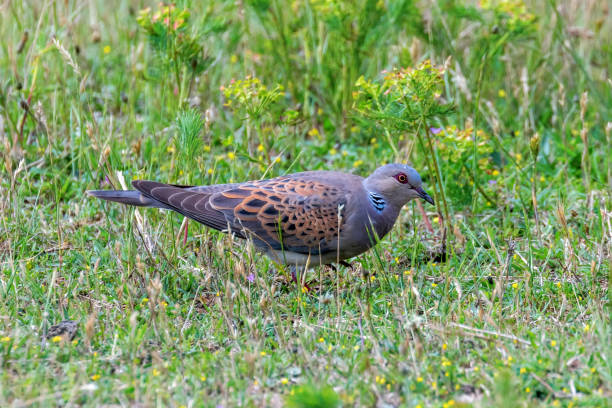 istock Turtle Dove, European Turtle Dove (Streptopelia turtur) 1295589123