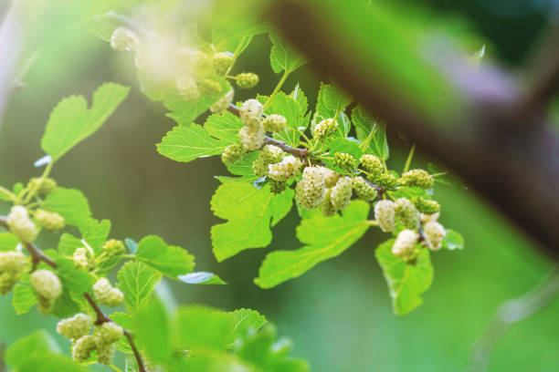 istock White Mulberry on the Branch 1295590847