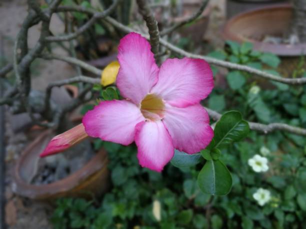 istock Pink adenium flower head in garden 1295591614
