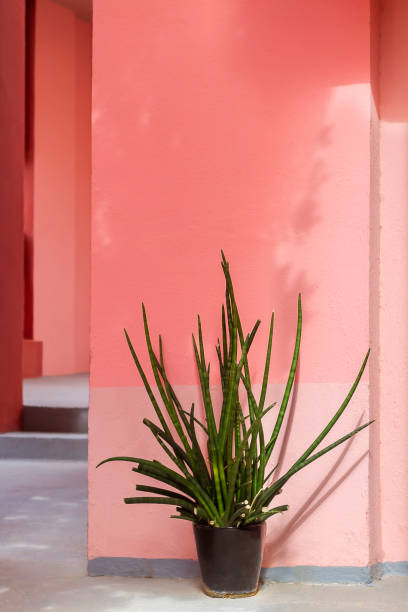 istock Green Plant on a Pink Building 1295592838