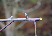 frisch-beschnitter-apfelzweig-im-winter.jpg?b=1&s=170x170&k=20&c=EnJxbNQ6QVgDRSfHY9PjqsNzMcX2NLv5nvNK6bIv48g=