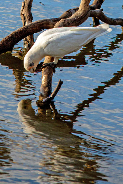 istock Corella Reflection in Lake as its taking a drink 1295593307